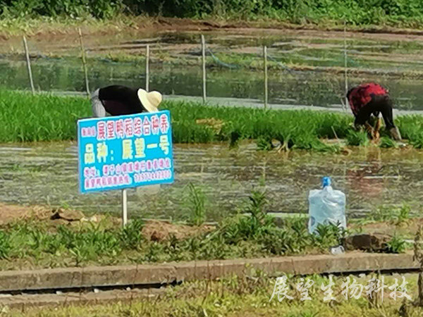 优质稻生产基地 优质稻生产基地